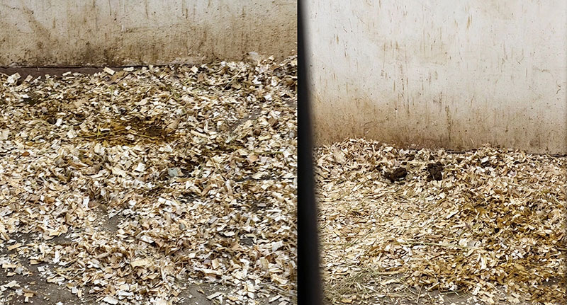 On-Site Consultation for Horse Bedding Production